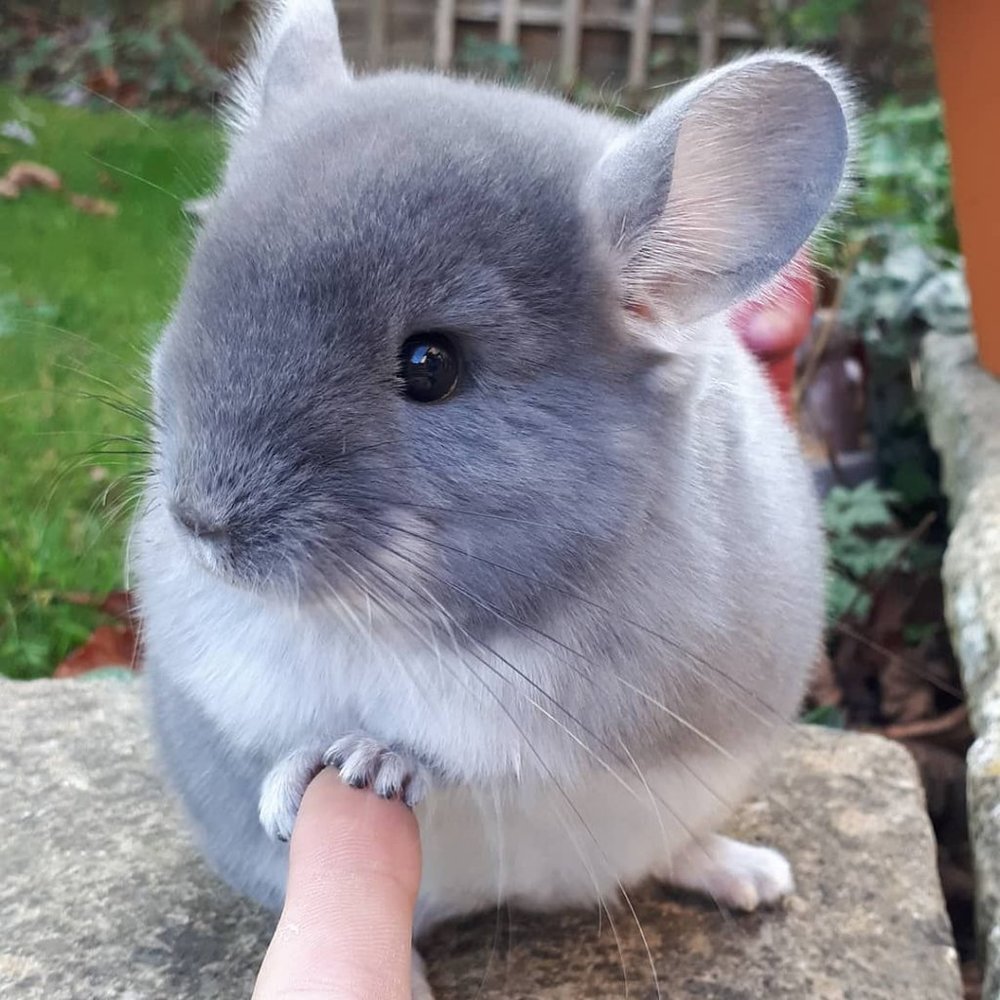 Meet the Chinch! - Picture 2 of 4